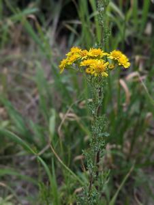 Jakobs-Greiskraut (Jacobaea vulgaris) in Weidach