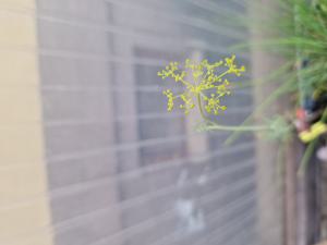 Dill (Anethum graveolens) in Seubersdorf