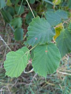Gemeine Hasel (Corylus avellana) in Weidach