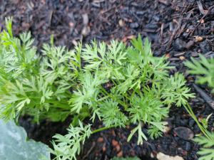 Möhre (Daucus carota) in Seubersdorf