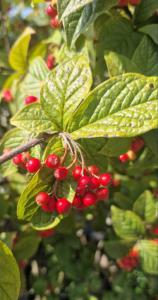 Runzel-Zwergmispel (Cotoneaster horizontalis) in Seubersdorf