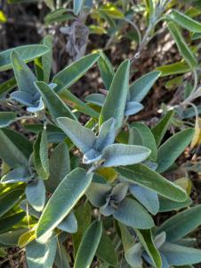 Echter Salbei (Salvia officinalis) in Weidach