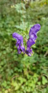 Bunter Eisenhut (Aconitum variegatum) Raum Kasendorf, Oberfranken
