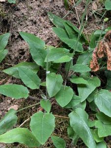 Habichtskraut (Hieracium) in Weidach Callenberger Forst