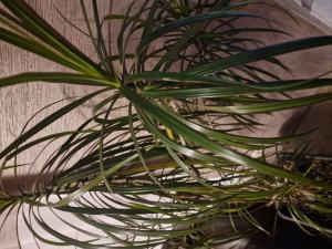 Pleomele (Dracaena reflexa (oft als 'Pleomele' gehandelt)) in Seubersdorf