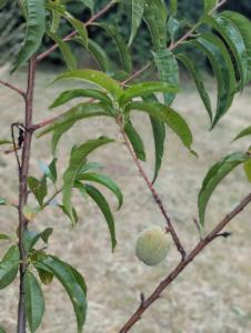 Pfirsich Raum Kasendorf