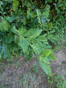 Stiel-Eiche (Quercus robur) in Weidach
