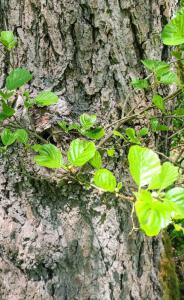 Schwarz-Erle (Alnus glutinosa) in Seubersdorf