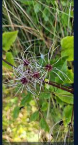 Gewöhnliche Waldrebe (Clematis vitalba) in Seubersdorf