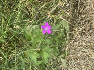 Sumpf-Storchschnabel (Geranium palustre) in Döllnitz