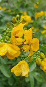 Stink-Kassie (Senna occidentalis) Raum Kasendorf, Oberfranken