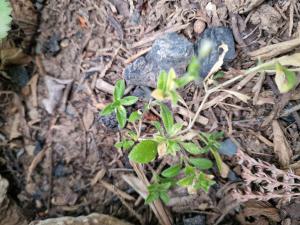 Knäuel-Hornkraut (Cerastium glomeratum) in Seubersdorf