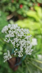 Echter Baldrian (Valeriana officinalis) in Seubersdorf