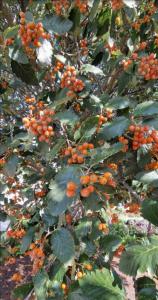 Schwedische Mehlbeere (Sorbus intermedia) Raum Kasendorf, Oberfranken