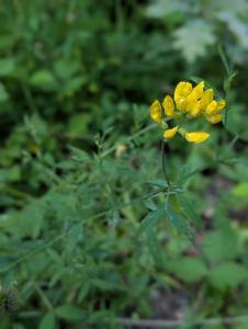 Wiesen-Platterbse (Lathyrus pratensis) in Weidach