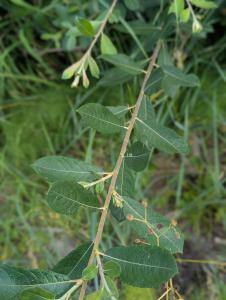 Grau-Weide (Salix cinerea) in Weidach Callenberger Forst