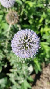 Banater Kugeldistel Raum Kasendorf