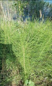 Riesen-Schachtelhalm Raum Kasendorf