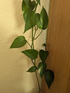 Goldene Efeutute (Epipremnum aureum) in Weidach