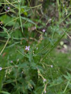 Drüsiges Weidenröschen (Epilobium parviflorum) in Weidach Callenberger Forst