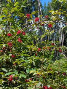 Roter Holunder (Sambucus racemosa) in Weidach Callenberger Forst