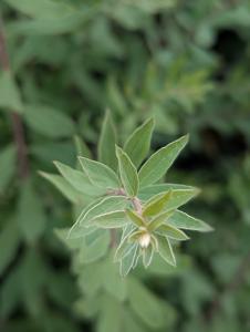 Thunberg-Spierstrauch (Spiraea thunbergii) in Weidach