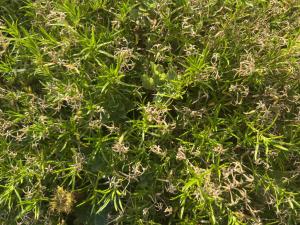 Moos-Phlox (Phlox subulata) Raum Kasendorf, Oberfranken