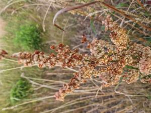 Krauser Ampfer (Rumex crispus) in Seubersdorf