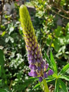 Vielblättrige Lupine Raum Kasendorf