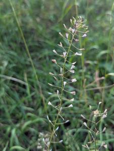 Gewöhnliches Hirtentäschel (Capsella bursa-pastoris) in Weidach