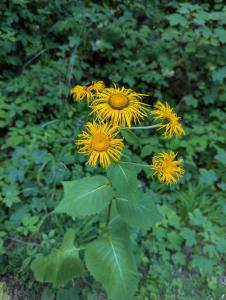 Gewöhnliche Telekie (Telekia speciosa) in Weidach