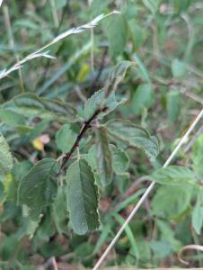 Purgier-Kreuzdorn (Rhamnus cathartica) in Weidach