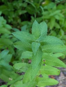 Grüne Minze (Mentha spicata) in Weidach