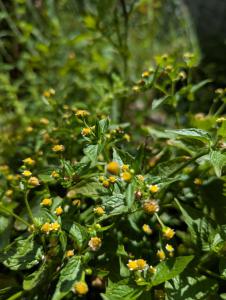 Kleinblütiges Franzosenkraut (Galinsoga parviflora) Raum Kasendorf, Oberfranken