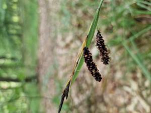 Blaugrüne Segge (Carex flacca) Raum Kasendorf, Oberfranken