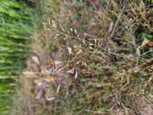 Gewöhnliches Hirtentäschel (Capsella bursa-pastoris) in Seubersdorf
