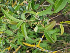 Pfaffenhütchen (Euonymus europaeus) in Seubersdorf