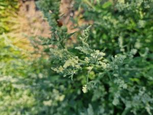 Weißer Gänsefuß (Chenopodium album) in Seubersdorf