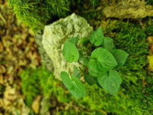 Wald-Veilchen (Viola reichenbachiana) in Seubersdorf