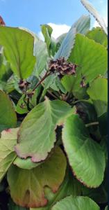 Dickblatt-Bergenie (Bergenia crassifolia) Raum Kasendorf, Oberfranken