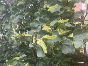 Winter-Linde (Tilia cordata) in Döllnitz