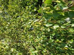 Hänge-Birke (Betula pendula) in Seubersdorf