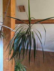 Pleomele (Dracaena reflexa (oft als 'Pleomele' gehandelt)) in Weidach