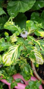 Ackerminze (Mentha arvensis) Raum Kasendorf, Oberfranken