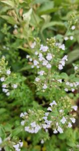 Kleinblütige Bergminze (Calamintha nepeta) Raum Kasendorf, Oberfranken