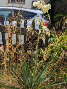 Fädige Palmlilie (Yucca filamentosa) in Weidach