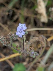 Rainfarn-Phazelie (Phacelia tanacetifolia) in Weidach