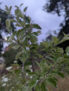 Schwedische Mehlbeere Raum Kasendorf