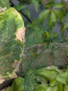 Dill (Anethum graveolens) in Weidach