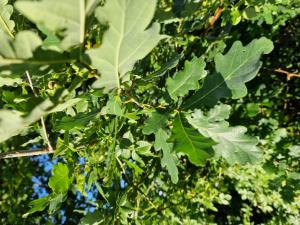 Stiel-Eiche (Quercus robur) in Seubersdorf